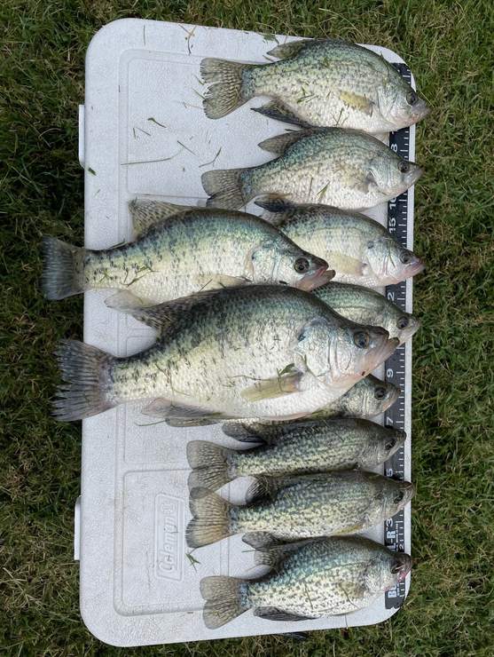 Livin Water Fishing — guided catch in Kansas