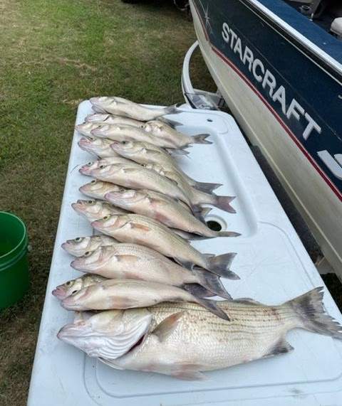 Livin Water Fishing — guided catch in Kansas