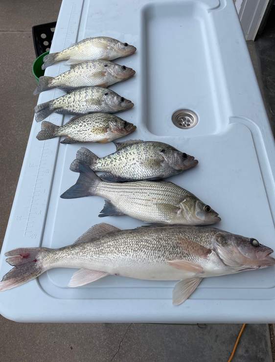 Livin Water Fishing — guided catch in Kansas