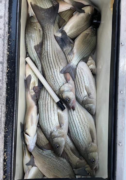 Livin Water Fishing — guided catch in Kansas