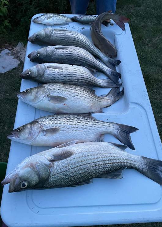 Livin Water Fishing — guided catch in Kansas