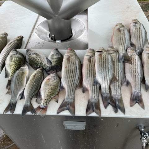 Livin Water Fishing — guided catch in Kansas