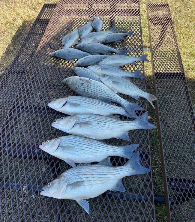 Livin Water Fishing — guided catch in Kansas
