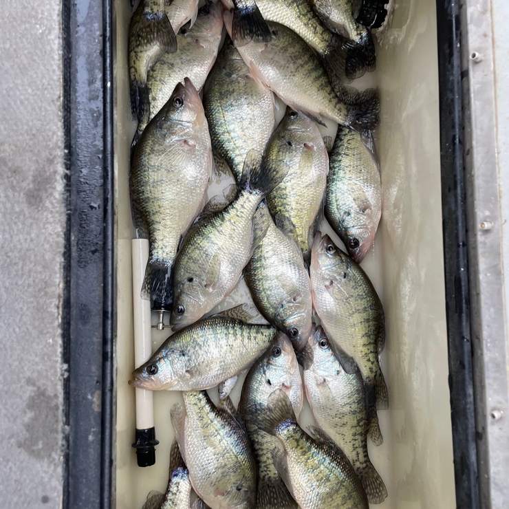 Livin Water Fishing — guided catch in Kansas